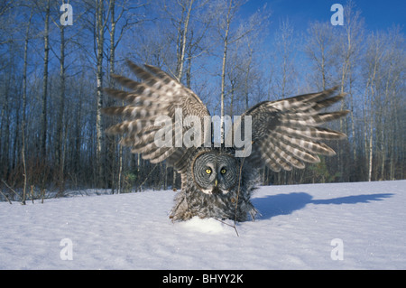 Große graue Owl Strix nebulosa, die kleine Säugetiere im Schnee Nordamerikas jagt, von Dominique Braud/Dembinsky Photo Assoc Stockfoto