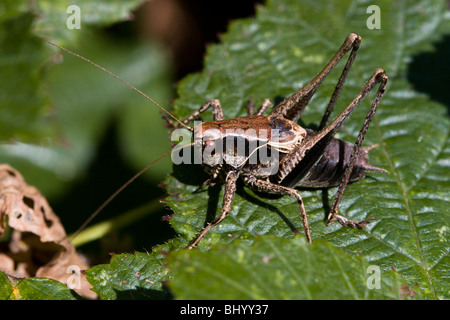 Dunkle Bush-Cricket - Pholidoptera Griseoaptera. Männlich Stockfoto