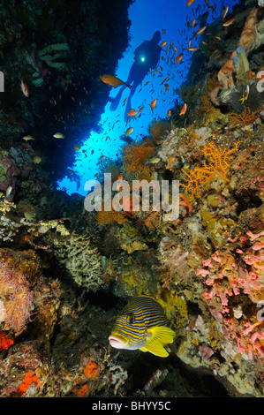 Plectorhinchus Polytaenia, Scuba Diver bei bunte Korallenriff mit Ribboned Süsslippen, Jemeluk, Cemeluk, Amed, Bali Stockfoto