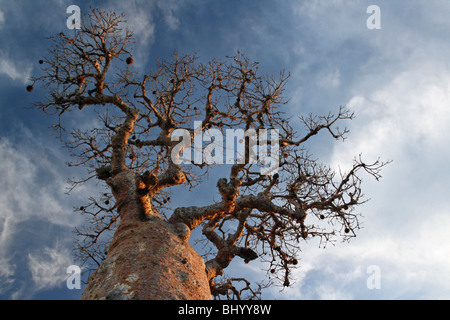 Baobab-Baum am stacheligen Wald, Ifaty, Madagaskar Stockfoto