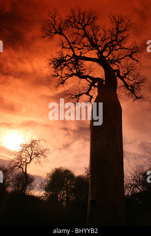 Baobab-Bäume in der Dämmerung am stacheligen Wald, Ifaty, Madagaskar Stockfoto