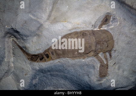 Arthropodenfossil Eurypterus Obersilur New York USA 10 cm, von Mark A Schneider/Dembinsky Photo Assoc Stockfoto