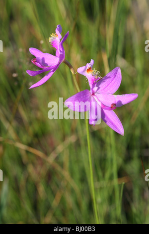 Gras Pink Orchid Calopogon Florida USA, von Carol Dembinsky/Dembinsky Foto Assoc Stockfoto