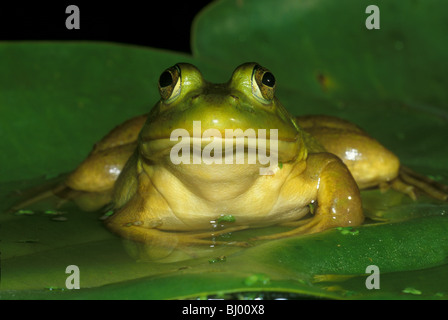 Bullfrog Rana catesbieana auf Wasser Lily Pad E USA, von John Mielcarek/Dembinsky Foto Assoc Stockfoto