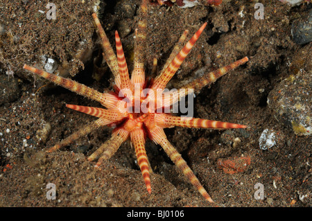 Eucidaris Metularia, Orange Bleistift Urchin, Tulamben, Bali, Indonesien, Indo-Pazifik Stockfoto