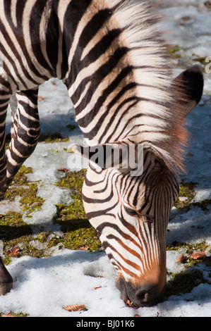 Zebra, Essen Stockfoto