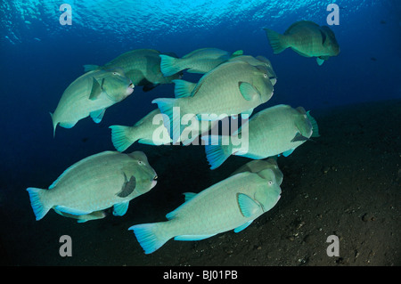 Bolbometopon Muricatum, School of Green Beginn Papageienfisch, Büffelkopf Papageienfische, Liberty Wrack, Tulamben, Bali Stockfoto