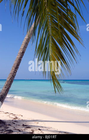 Palme auf einem karibischen Strand mit einem Kreuzfahrtschiff in der Ferne Stockfoto
