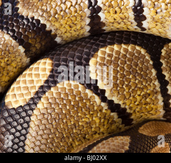Königliche Python oder Königspython (Python Regius). Die Schuppen einer Schlange als Hintergrund. Stockfoto