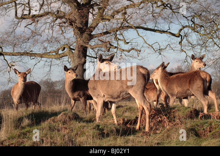 Eine Herde von weibliche Hirsche grasen in Bushy Park, Hampton, Middlesex, Großbritannien im Januar 2010. Stockfoto