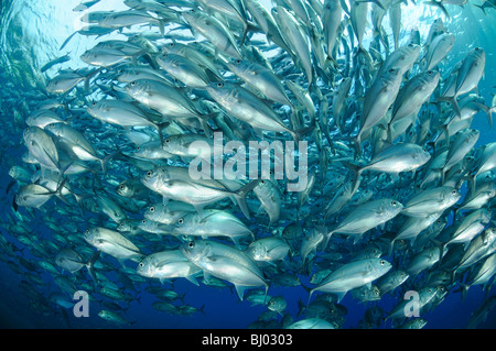 Caranx Sexfasciatus, Bigeye Trevally, Schule für Großaugenthun Stachelmakrelen, Schule der Fische, Tulamben, Liberty Wrack, Bali Stockfoto