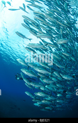 Caranx Sexfasciatus, Bigeye Trevally, Schule für Großaugenthun Stachelmakrelen, Schule der Fische, Tulamben, Liberty Wrack, Bali Stockfoto