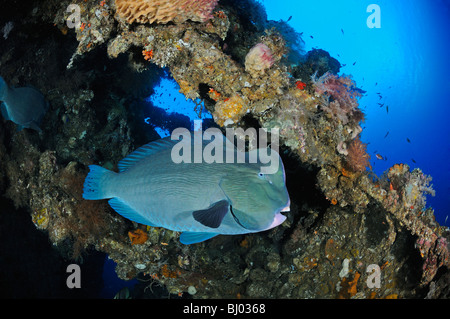 Bolbometopon Muricatum, grüne Beginn Papageienfische in einem Wrack, Büffelkopf Papageienfische, Tulamben, Liberty Wrack, Bali Stockfoto