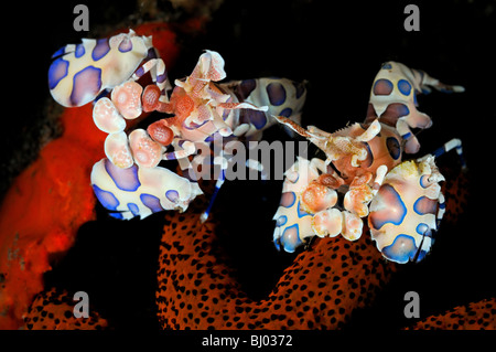 Hymenocera Elegans, Fromia Milleporella, 2 Harlekin Garnelen ernähren sich von porösen Sea Star, Seraya Strand, Tulamben, Bali Stockfoto