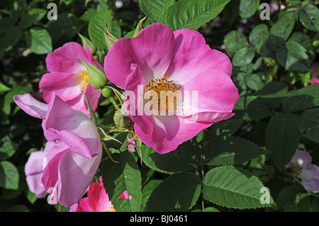 Leuchtend rosa Hunderose - Rosa 'complicata' Stockfoto