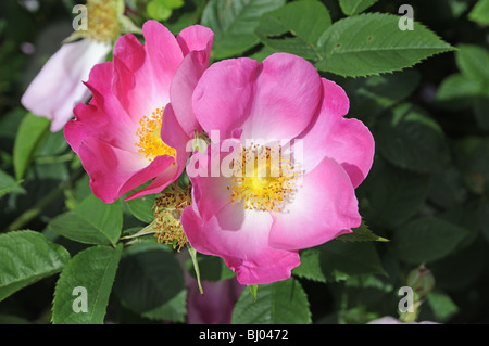 Leuchtend rosa Hunderose - Rosa 'complicata' Stockfoto