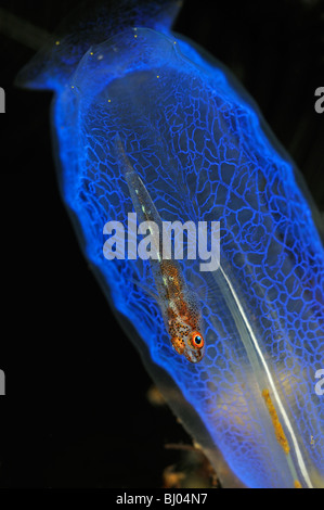 Pleurosicya Mossambica, Polycarpa SP., Rhopalaea Crassa, Toothy Grundel auf Seescheide, Blue Club Tunicate, Tulamben, Bali Stockfoto