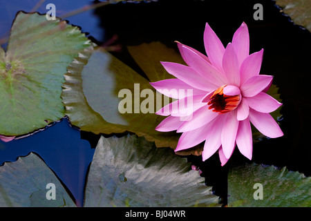 Rosa Seerose im Seerosenteich in Bali, Indonesien Stockfoto