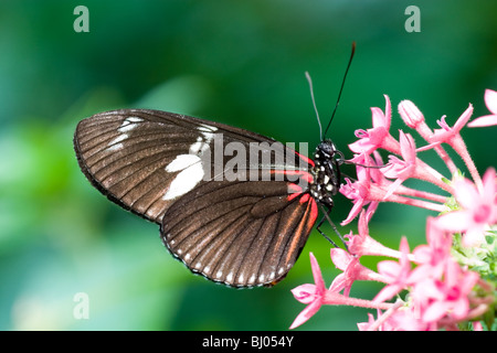 Crimson-gepatcht Longwing Schmetterling (Heliconius Erato) Stockfoto