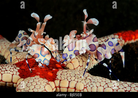 Hymenocera Elegans, Fromia Monilis, 2 Harlekin Garnelen fressen Halskette Sea Star, Seraya Strand, Tulamben, Bali Stockfoto