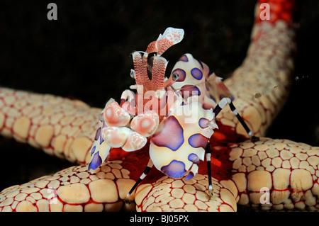 Hymenocera Elegans, Fromia Monilis, Harlekin Garnelen fressen Halskette Sea Star, Seraya Strand, Tulamben, Bali Stockfoto