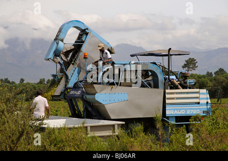 Braud mechanische Erntemaschine arbeitet in einem südafrikanischen Weingut zur Erntezeit in der Nähe von Paarl Westkap Stockfoto