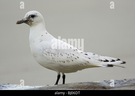 Erste Winter Elfenbein Gull (Pagophila Eburnea) stehend auf einem Toten Zwergwal-Korpus Stockfoto