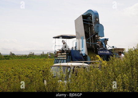 Braud mechanische Erntemaschine arbeitet in einem südafrikanischen Weingut zur Erntezeit in der Nähe von Paarl Westkap Stockfoto