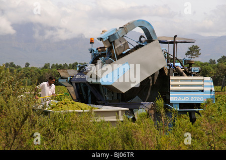 Braud mechanische Erntemaschine arbeitet in einem südafrikanischen Weingut zur Erntezeit in der Nähe von Paarl Westkap Stockfoto