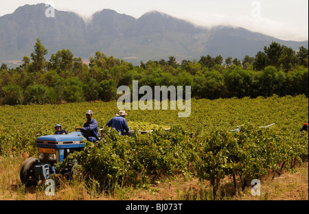 Weinleser mit Traktor und eine volle Anhänger in einem südafrikanischen Weingut zur Erntezeit arbeiten in der Nähe von Paarl S Africa Stockfoto