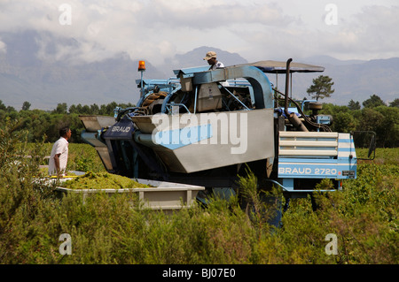 Braud mechanische Erntemaschine arbeitet in einem südafrikanischen Weingut zur Erntezeit in der Nähe von Paarl Westkap Stockfoto