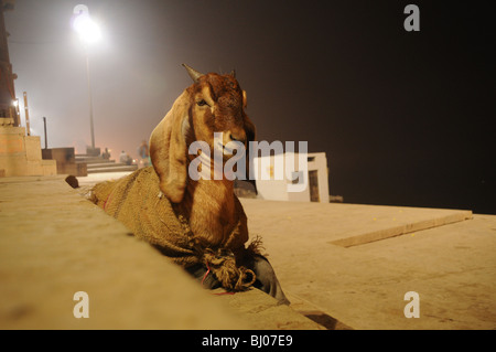 Eine Ziege trägt einen Mantel sitzt stolz auf einen Schritt neben dem Fluss Ganges in Varanasi, Indien Stockfoto