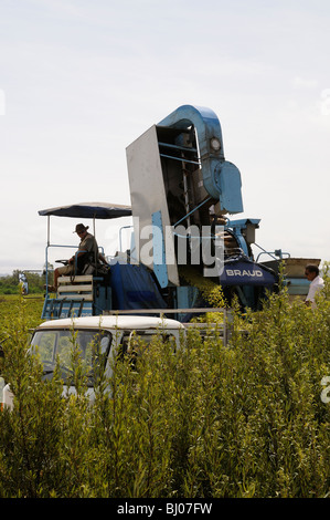 Braud mechanische Erntemaschine arbeitet in einem südafrikanischen Weingut zur Erntezeit in der Nähe von Paarl Western Cape S Afrika Stockfoto