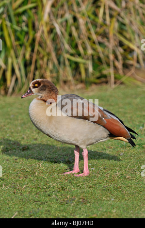 Nilgans Alopochen aegyptiacus: Stockfoto