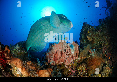 Bolbometopon Muricatum, grüne Beginn Papageienfisch, Büffelkopf Papageienfische, Drop Off, Tulamben, Bali, Indonesien, Indo-Pazifik Stockfoto