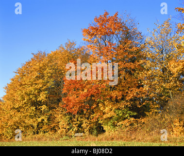 Bunte Herbsthecke vor blauem Himmel, Deutschland, Europa Stockfoto