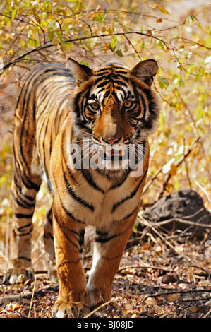Nahaufnahme von einem wilden Tiger in Ranthambhore Stockfoto