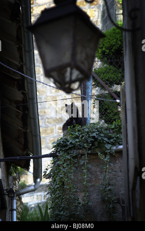 Katze starrt nach unten zwischen den Häusern in der französischen Stadt Sarlat Dordogne Stockfoto