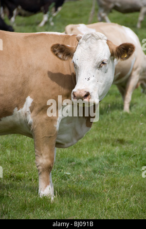 Braune und weiße Kuh in einem Feld Stockfoto