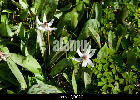 Dogtooth Veilchen oder Forelle Lilien in voller Blüte Stockfoto