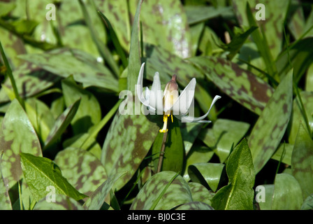 Erythronium Albidum in voller Blüte Stockfoto