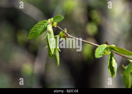 Baby Ulme Blätter entfaltet sich im zeitigen Frühjahr Stockfoto