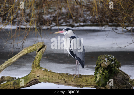 Great Blue Heron ruht einen eingestürzten Baum auf einem eisigen See Stockfoto