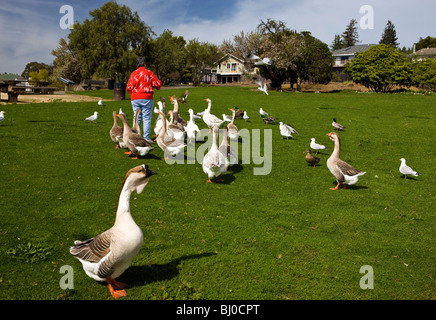 Eine Frau füttert Enten und Gänse in einem Park, Benicia, Kalifornien, Vereinigte Staaten von Amerika Stockfoto