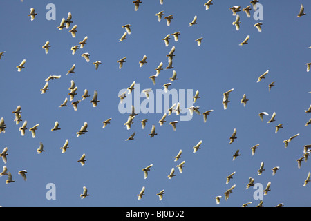 Schwefel-crested Kakadu (Cacatua Galerita) Stockfoto