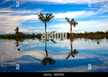 Der Amazonas Regenwald von Peru ist sehr artenreichen und seine seltene Tiere, Pflanzen und indigenen Kulturen bedroht sind. Stockfoto