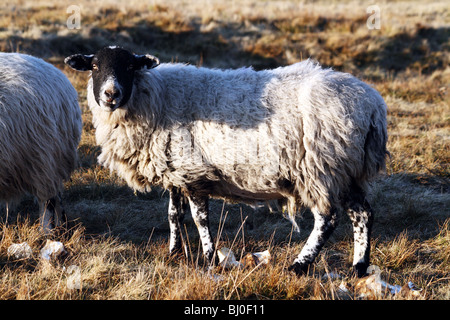 Schafe Rassen Derbyshire Gritstone Schafe einen heimischen Bauernhof Tier, das in der Regel abgefragt wird Stockfoto