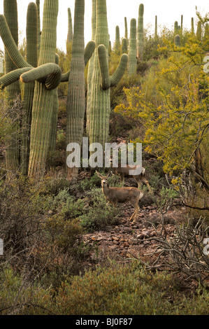 Maultier-Rotwild, (Odocoileus Hemionus), in den Bergen von Tucson im Tucson Mountain Park in der Sonora-Wüste, Tucson, Arizona, USA. Stockfoto