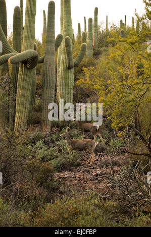 Maultier-Rotwild, (Odocoileus Hemionus), in den Bergen von Tucson im Tucson Mountain Park in der Sonora-Wüste, Tucson, Arizona, USA. Stockfoto