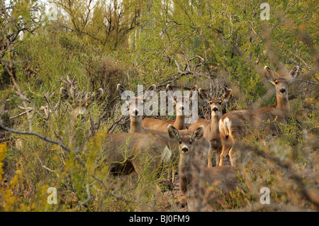 Maultier-Rotwild, (Odocoileus Hemionus), in den Bergen von Tucson im Tucson Mountain Park in der Sonora-Wüste, Tucson, Arizona, USA. Stockfoto